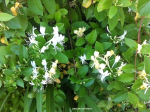 Lonicera japonica - blossom 2